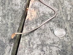 Dryophiops rubescens