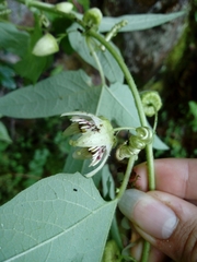 Passiflora exsudans