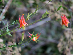 Aquilegia desertorum