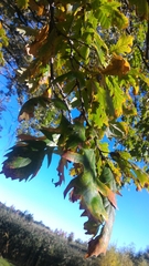 Quercus macrocarpa