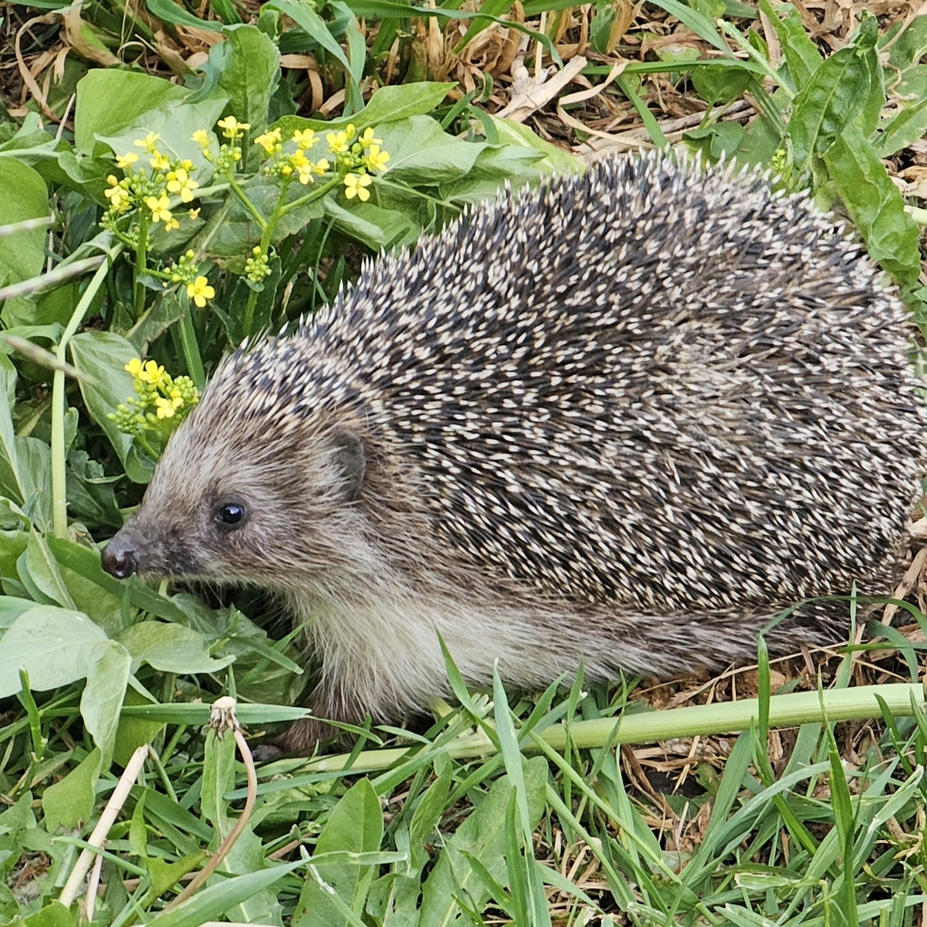 Northern White-breasted Hedgehog