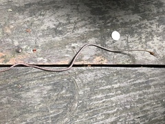 Dryophiops rubescens