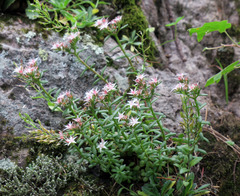 Sedum cockerellii