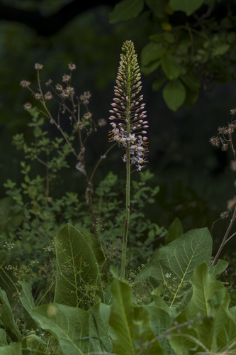 Foxtail lily (Eremurus robustus)