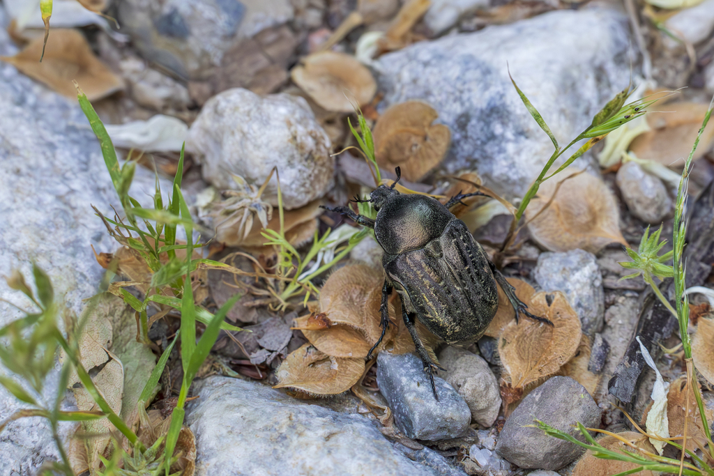 Protaetia interruptecostata