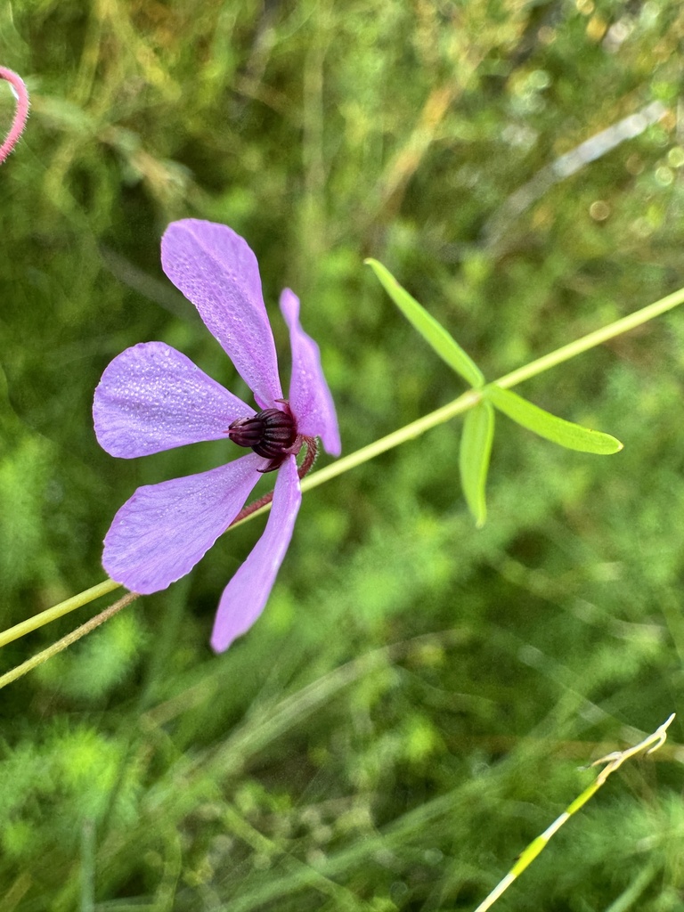 Tetratheca filiformis