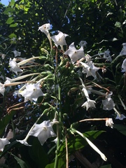 Nicotiana quadrivalvis