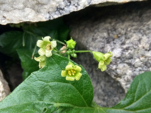 Bryonia aspera
