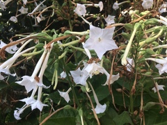 Nicotiana quadrivalvis
