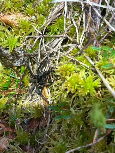 Raptor Wolf Spider