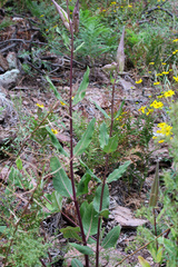 Asclepias hypoleuca