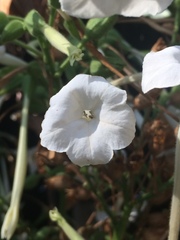 Nicotiana quadrivalvis
