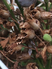 Nicotiana quadrivalvis
