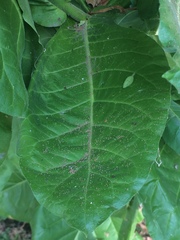 Nicotiana quadrivalvis