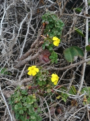 Oxalis carnosa
