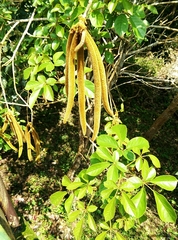 Tabebuia obtusifolia