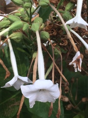 Nicotiana quadrivalvis