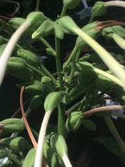 Nicotiana quadrivalvis