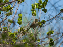 Iduna caligata