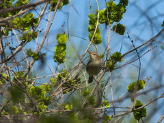Iduna caligata