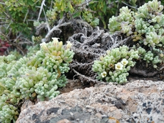 Nolana crassulifolia