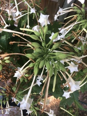 Nicotiana quadrivalvis
