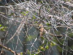 Iduna caligata