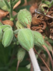 Nicotiana quadrivalvis