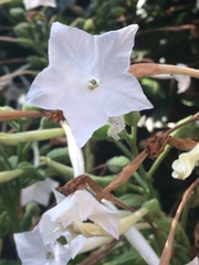Nicotiana quadrivalvis