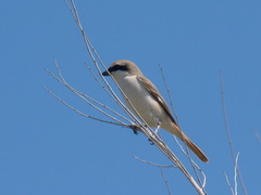 Lanius phoenicuroides