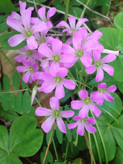 Ionoxalis