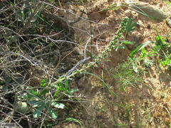 Crassula tomentosa