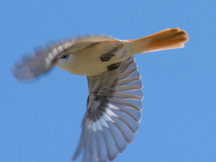 Lanius phoenicuroides