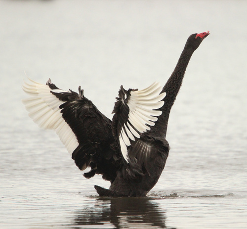 Cygne noir