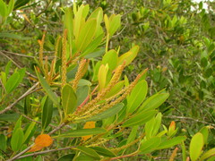 Cyrilla racemiflora