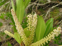 Cyrilla racemiflora