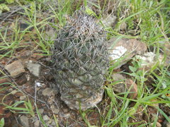 Coryphantha salinensis