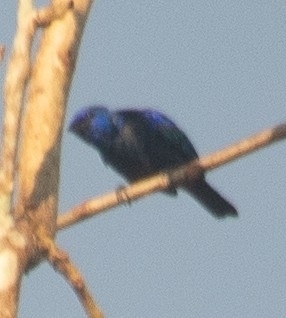Opal-rumped Tanager (Tangara velia), photo 5