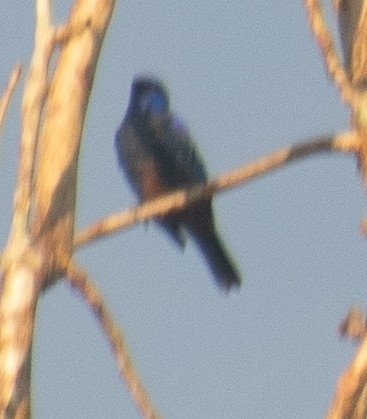 Opal-rumped Tanager (Tangara velia), photo 6