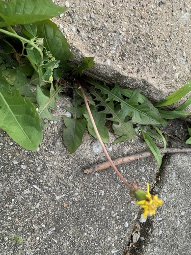 narrow-bracted dandelion (Taraxacum atactum)