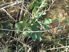 Crassula tomentosa