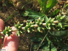 Crassula tomentosa