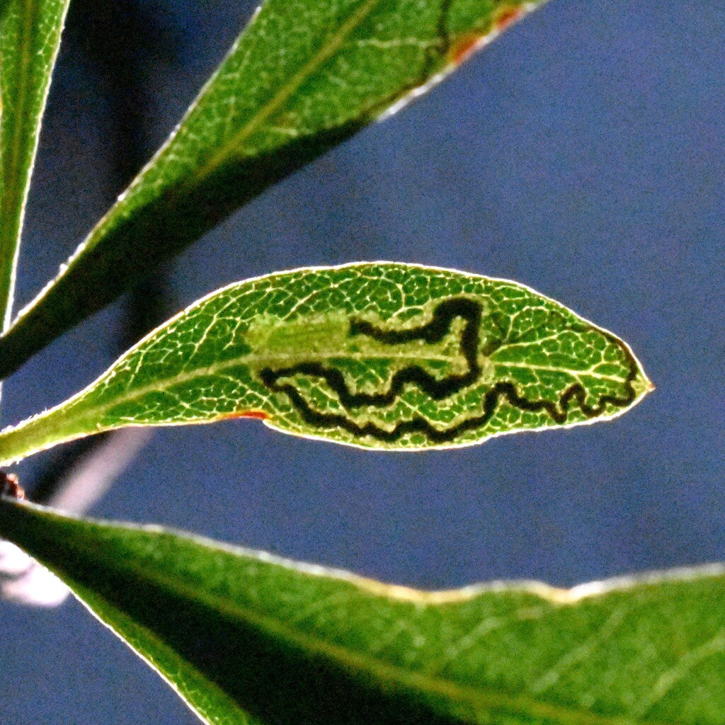 Stigmella myricafoliella