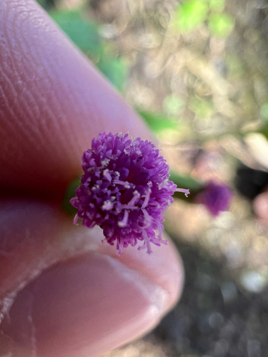Emilia sonchifolia observed 2025-06-08