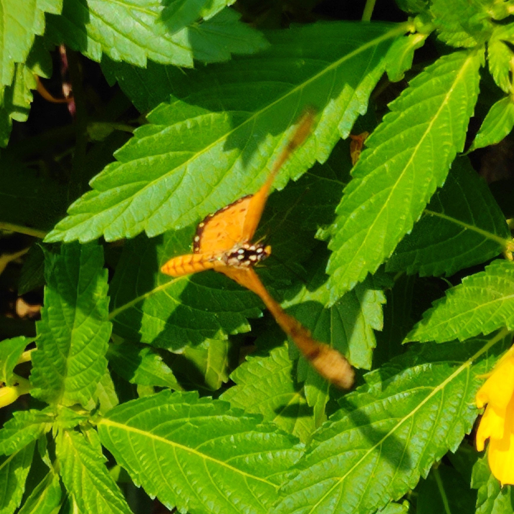 Tawny Coster