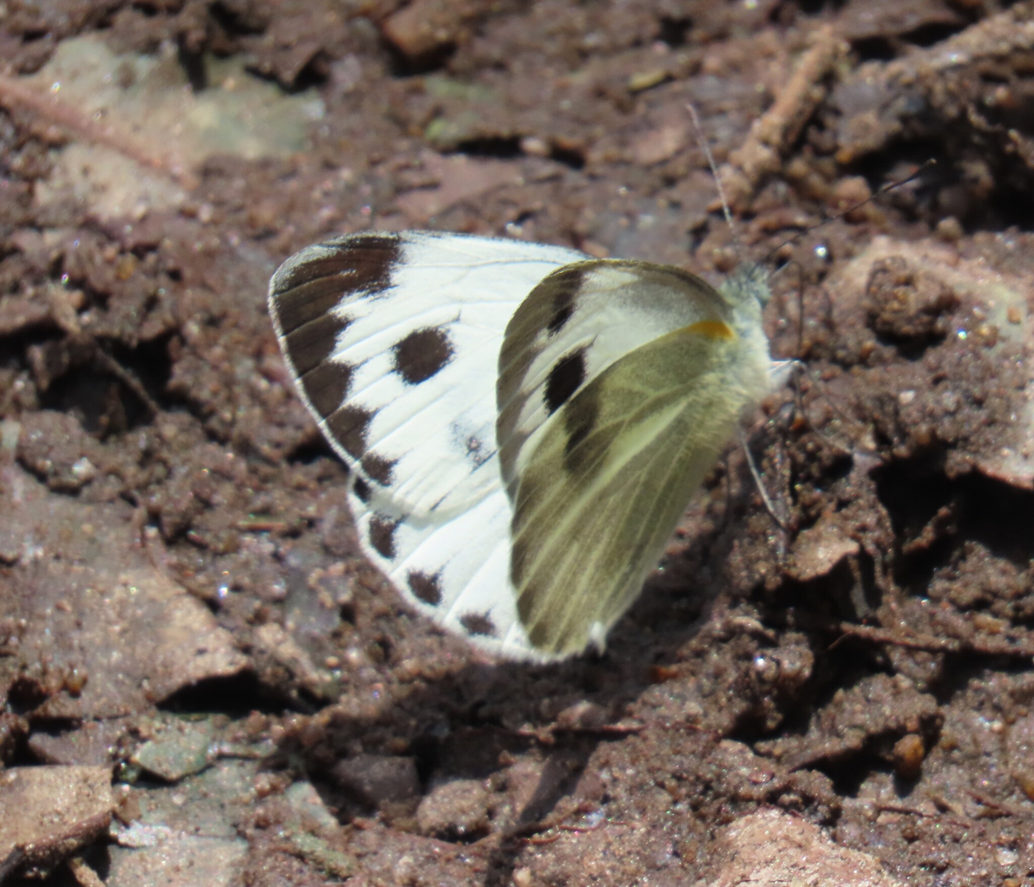Asian Cabbage White