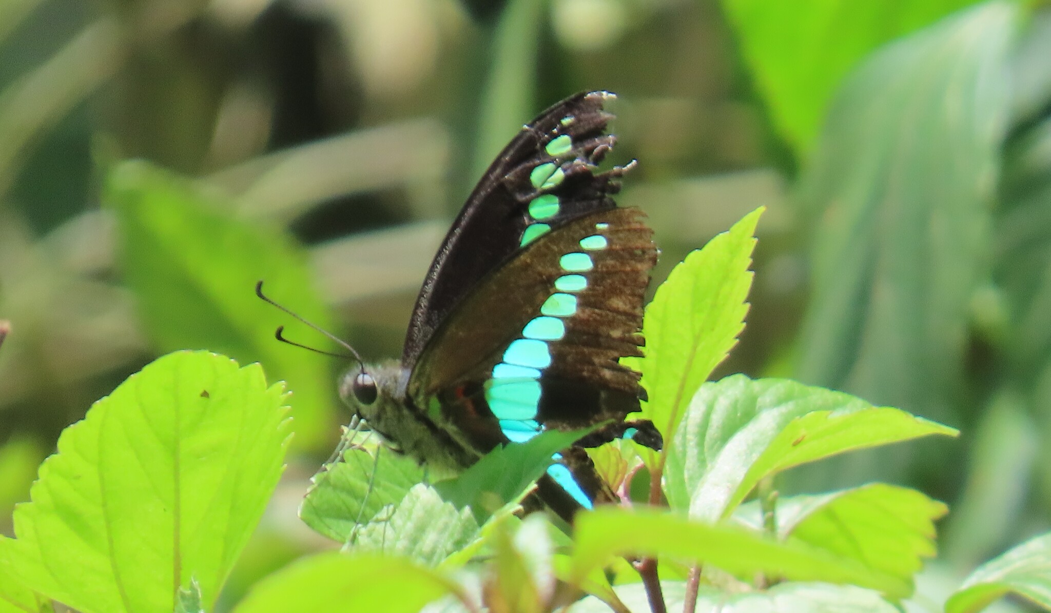 Narrow-Banded Bluebottle