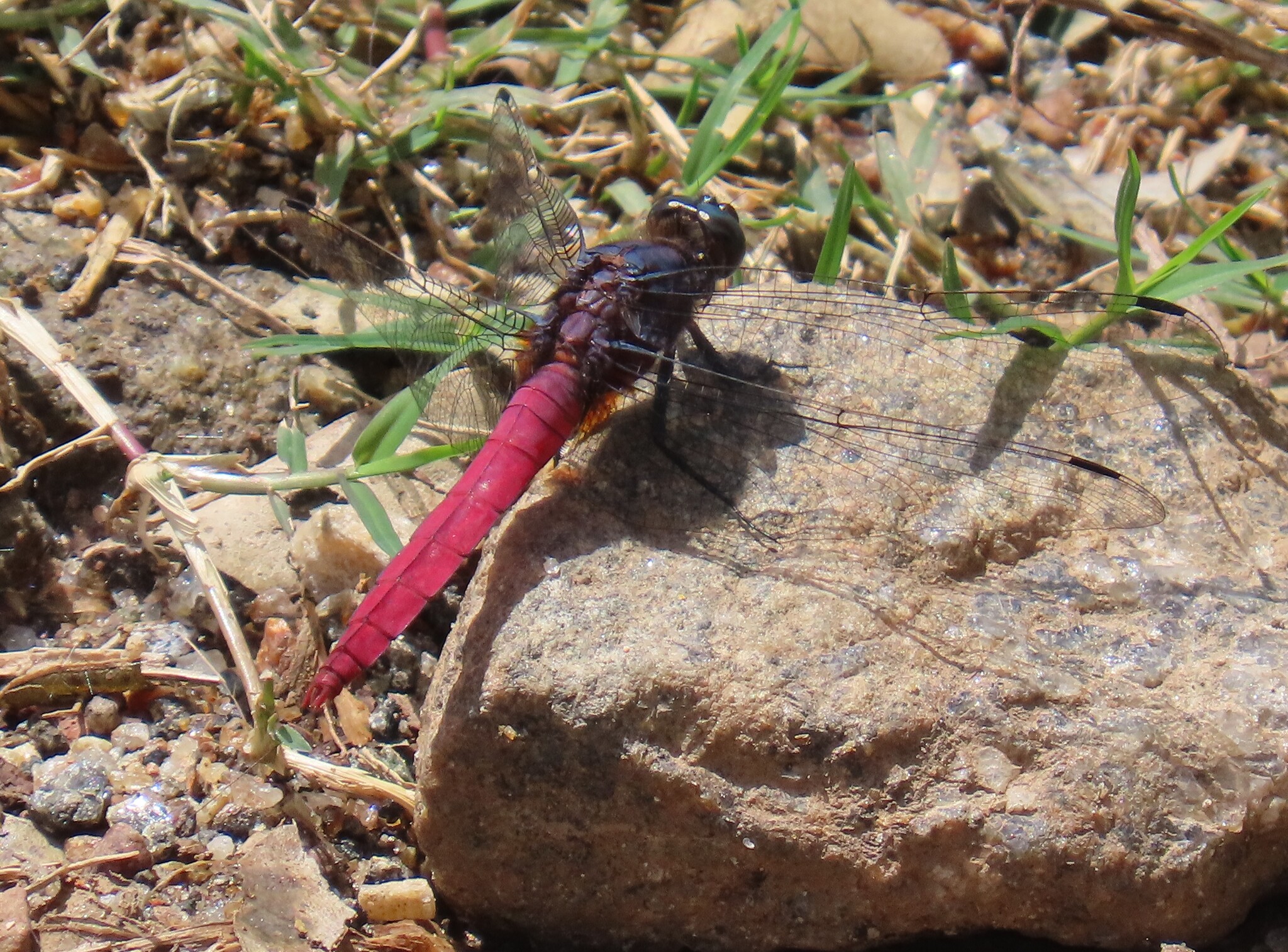 Crimson-Tailed Marsh Hawk