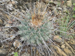 Thelocactus rinconensis