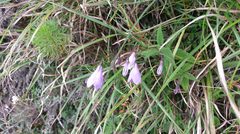 Adenophora morrisonensis